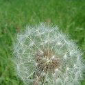 Taraxacum officinale fruits